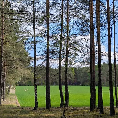 Bory Tucholskie Laso Przestrzen * Kujawy